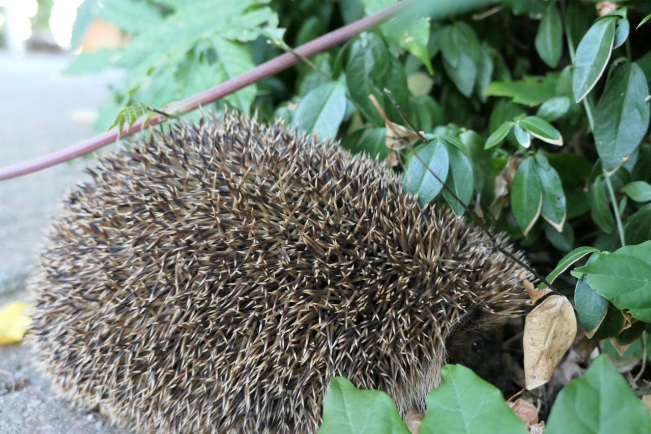 Willa Erve Eshuus Daarle Zewnętrze zdjęcie